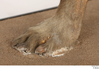 Striped Hyena Hyaena hyaena foot 0006.jpg